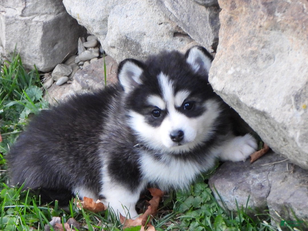 Pomsky dogs for sale: Samantha - Ad 7