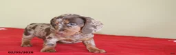 Miniature Dachshund dogs for sale: Candy - Ad 4