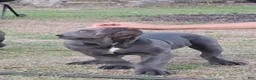 Cane Corso dogs for sale: Cane Corso 2 - Ad 36