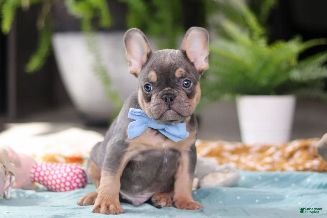 French Bulldog dogs for sale: Oliver - Ad 1