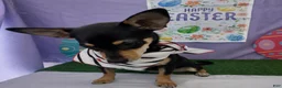 Chiweenie dogs for sale: Chiweenie Puppy 1 - Ad 5