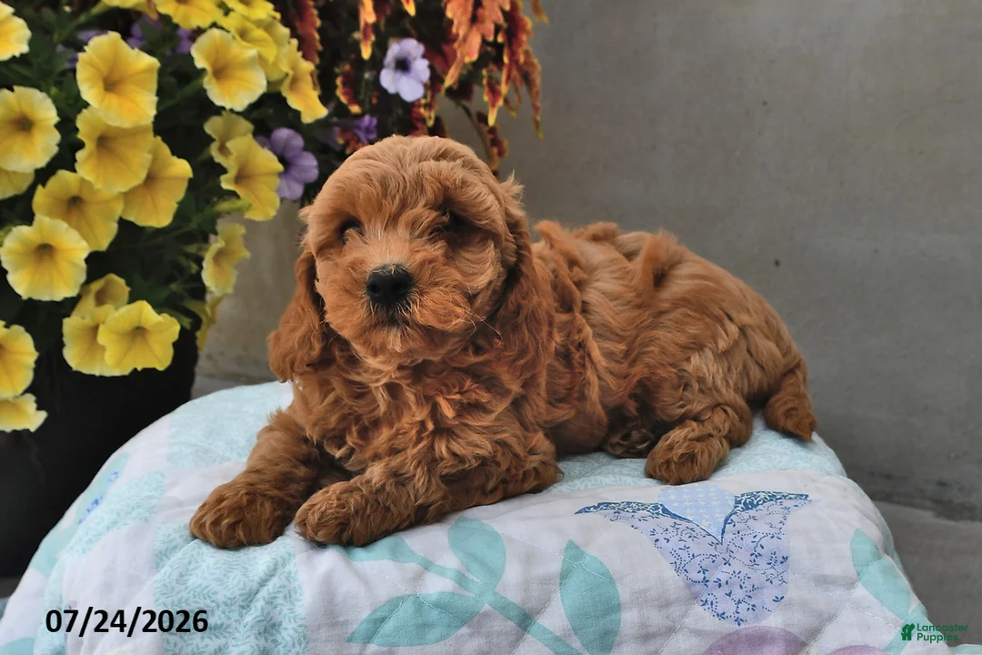 Cavapoo dogs for sale: Dallas - Ad 1