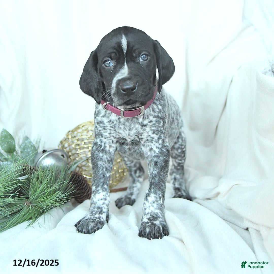 German Shorthaired Pointer dogs for sale: Daisy - Ad 3