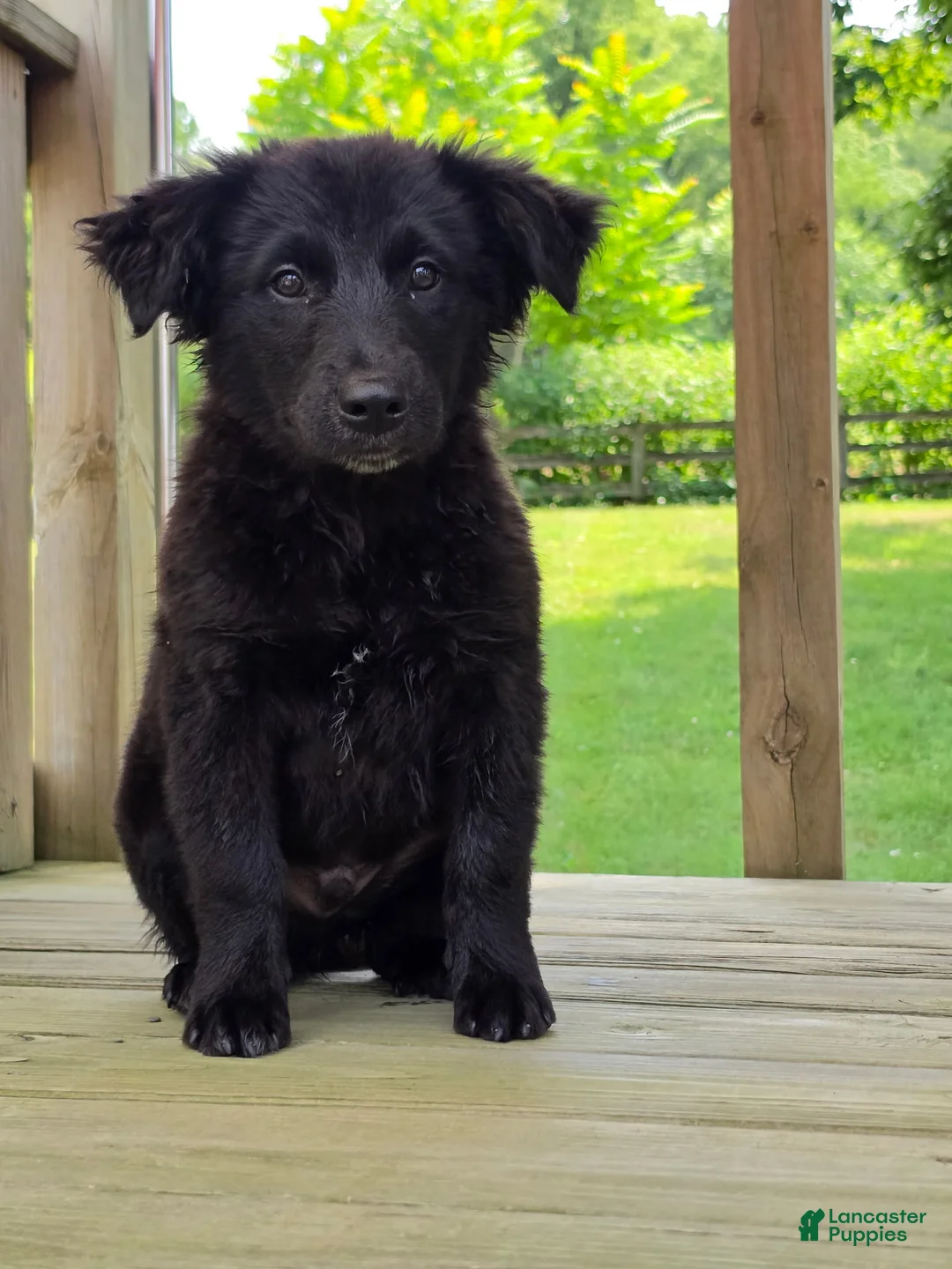 Mixed Breed dogs for sale: Spencer - Ad 3