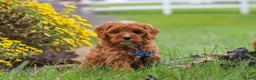 Cavapoo dogs for sale: Ranger - Ad 3