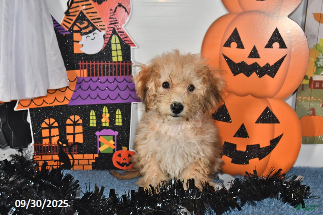 Bichpoo dogs for sale: Buster Brown - Ad 12