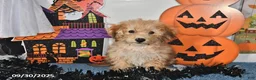 Bichpoo dogs for sale: Buster Brown - Ad 27