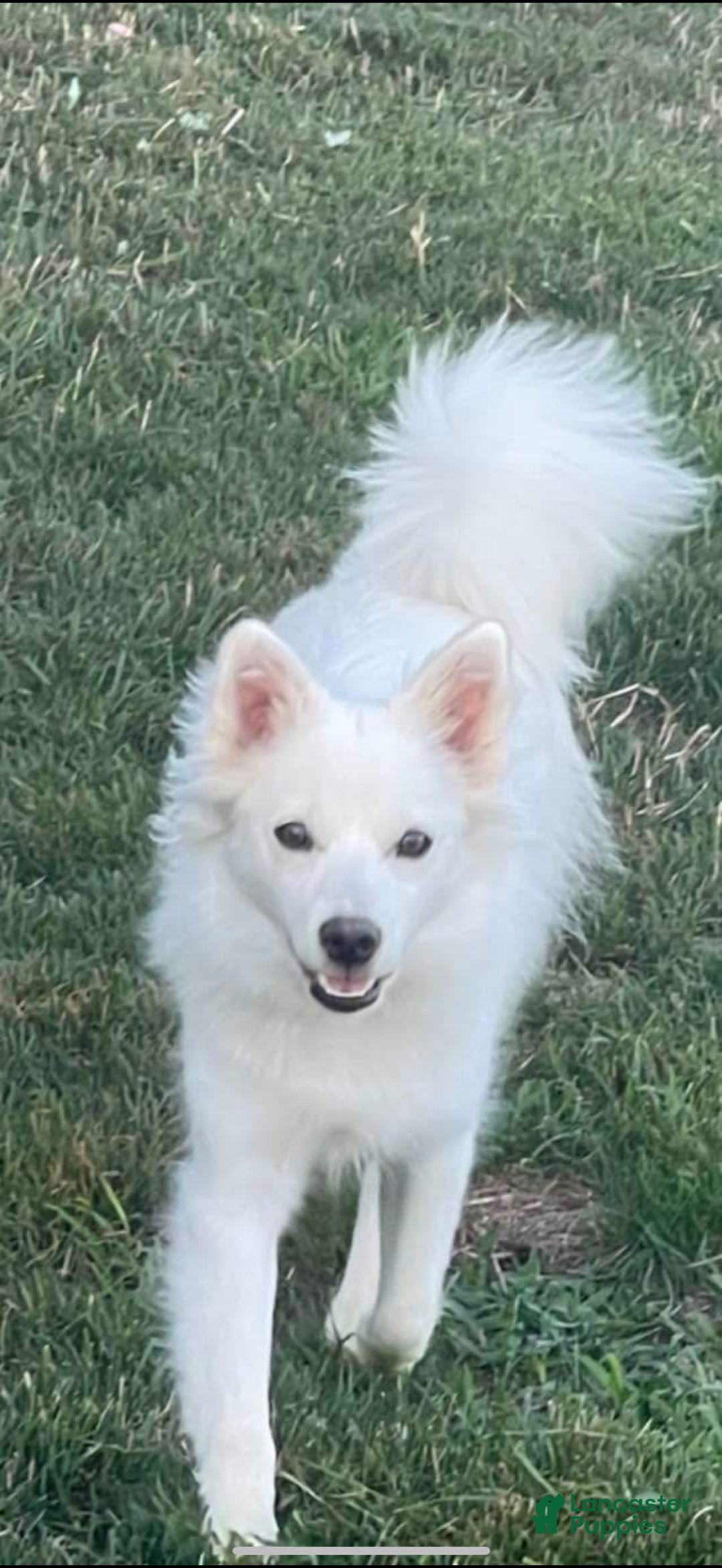 American Eskimo dogs for sale: Remi - Ad 9