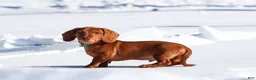 Dachshund dogs for sale: Harley - Ad 15