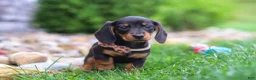 Miniature Dachshund dogs for sale: Bryce - Ad 3