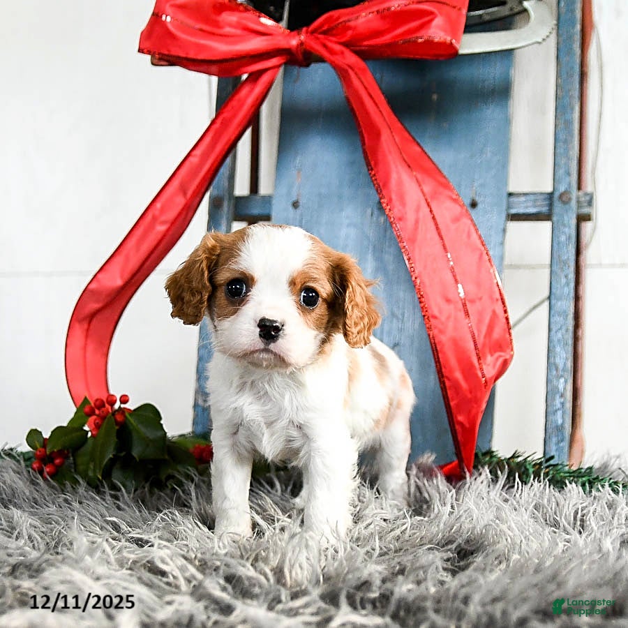 Cavalier King Charles Spaniel dogs Jasper - Ad 9