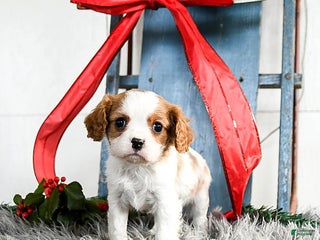 Cavalier King Charles Spaniel dogs Jasper - Ad 5