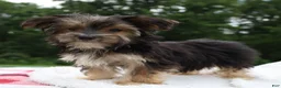 Morkie dogs for sale: Benji - Ad 4