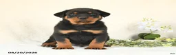 Rottweiler dogs for sale: Charlie - Ad 4