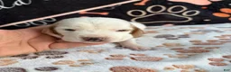 Basset Hound dogs for sale: Basset Hound 1 - Ad 2