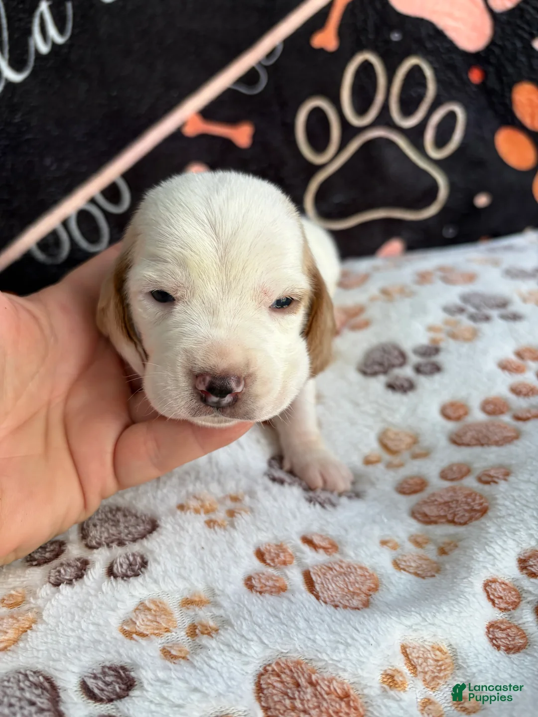 Basset Hound dogs for sale: Basset Hound 1 - Ad 2