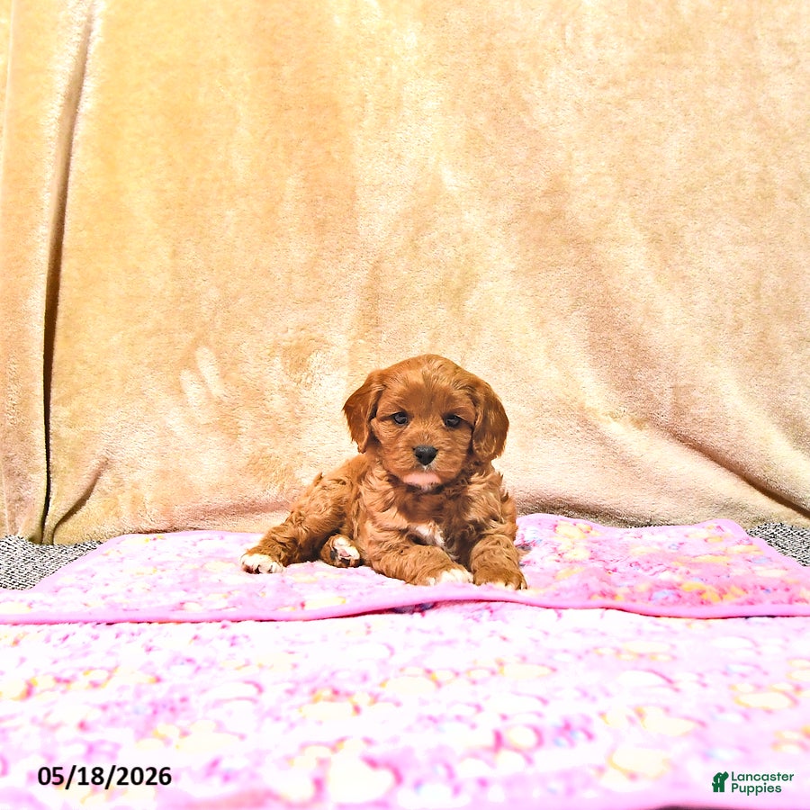 Cavapoo dogs Mercy - Ad 1