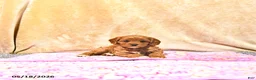 Cavapoo dogs for sale: Mercy - Ad 1
