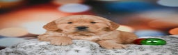 Golden Retriever dogs for sale: Charlie - Ad 7