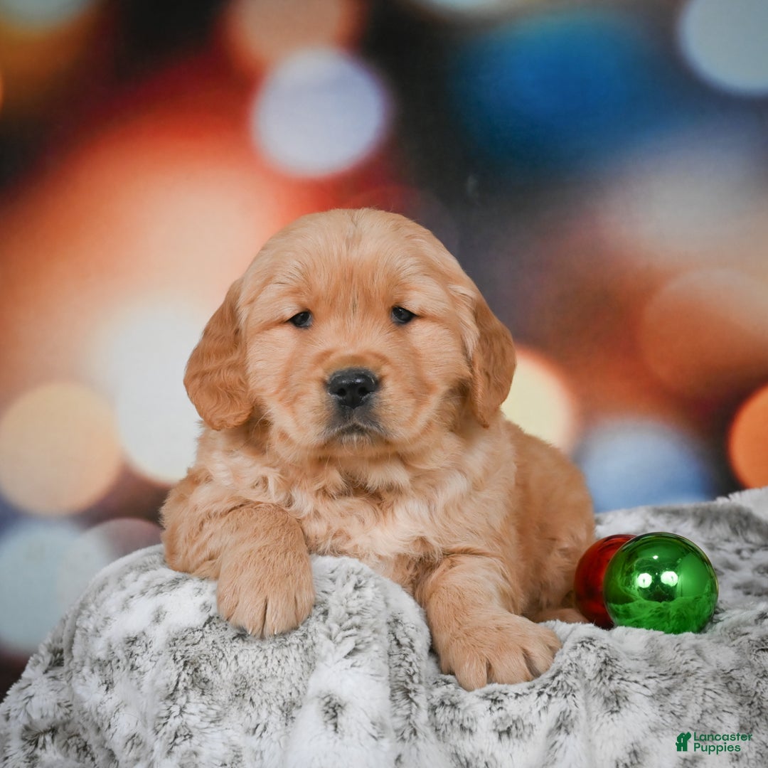 Golden Retriever dogs for sale: Charlie - Ad 7
