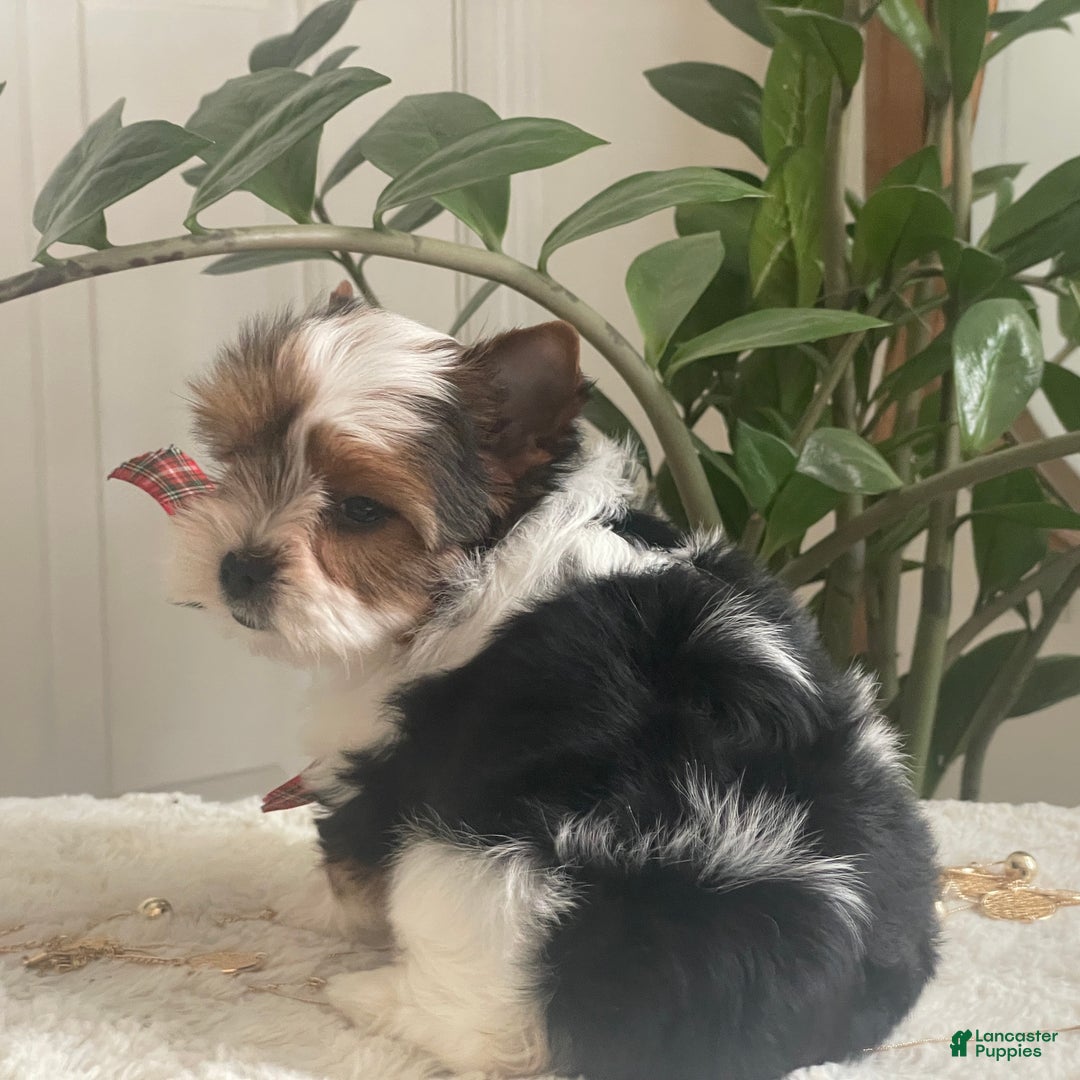 Biewer Terrier dogs for sale: Pippin - Ad 6