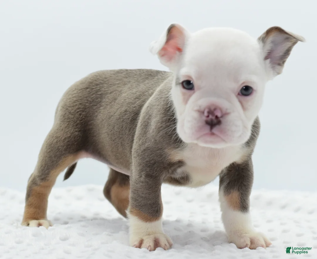 Mixed Breed dogs for sale: Lily tricolor hybrid  - Ad 20