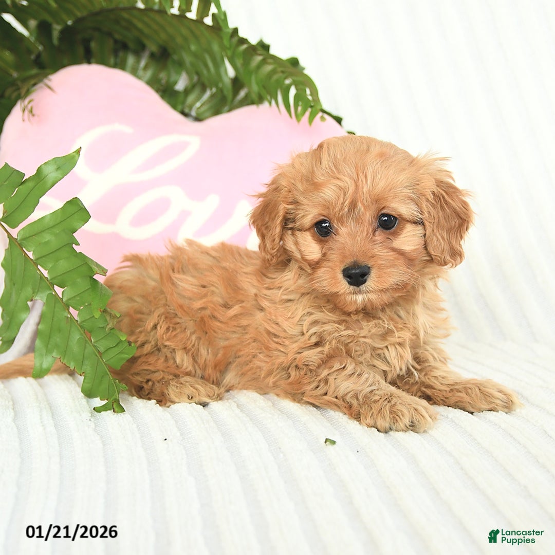 Mixed Breed dogs for sale: Candy - Ad 3