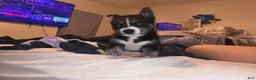 Mixed Breed dogs for sale: Mixed Breed 1 - Ad 4