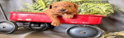 Toy Poodle dogs for sale: Russell  - Ad 3