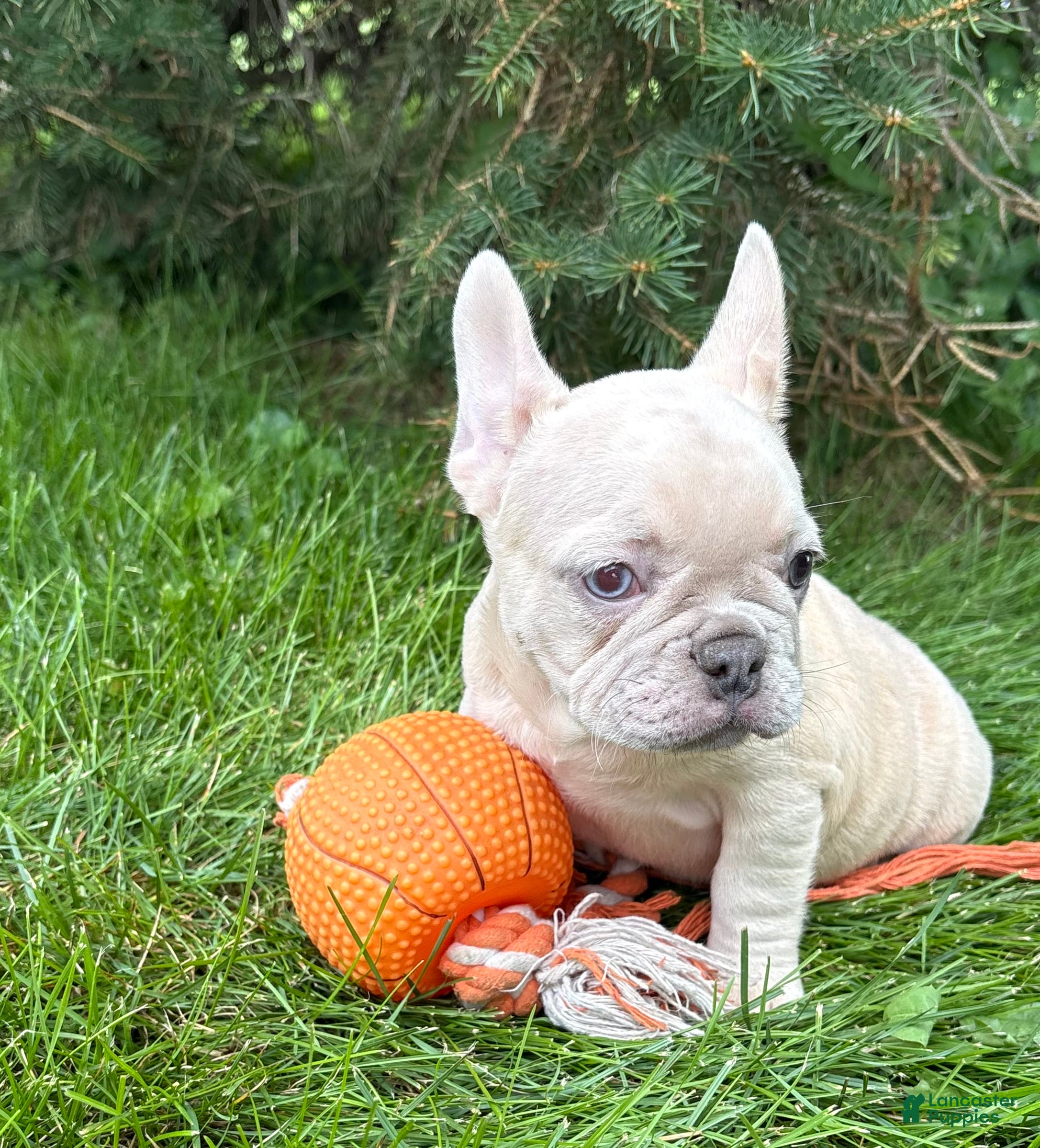 French Bulldog dogs Clementine - Ad 1