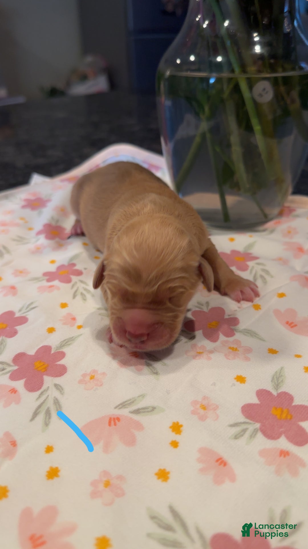 Golden Retriever dogs for sale: Light blue  - Ad 1