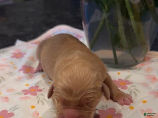 Golden Retriever dogs Light blue - Ad 20