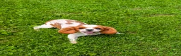 Cavalier King Charles Spaniel dogs for sale:  Nova🎀 - Ad 21