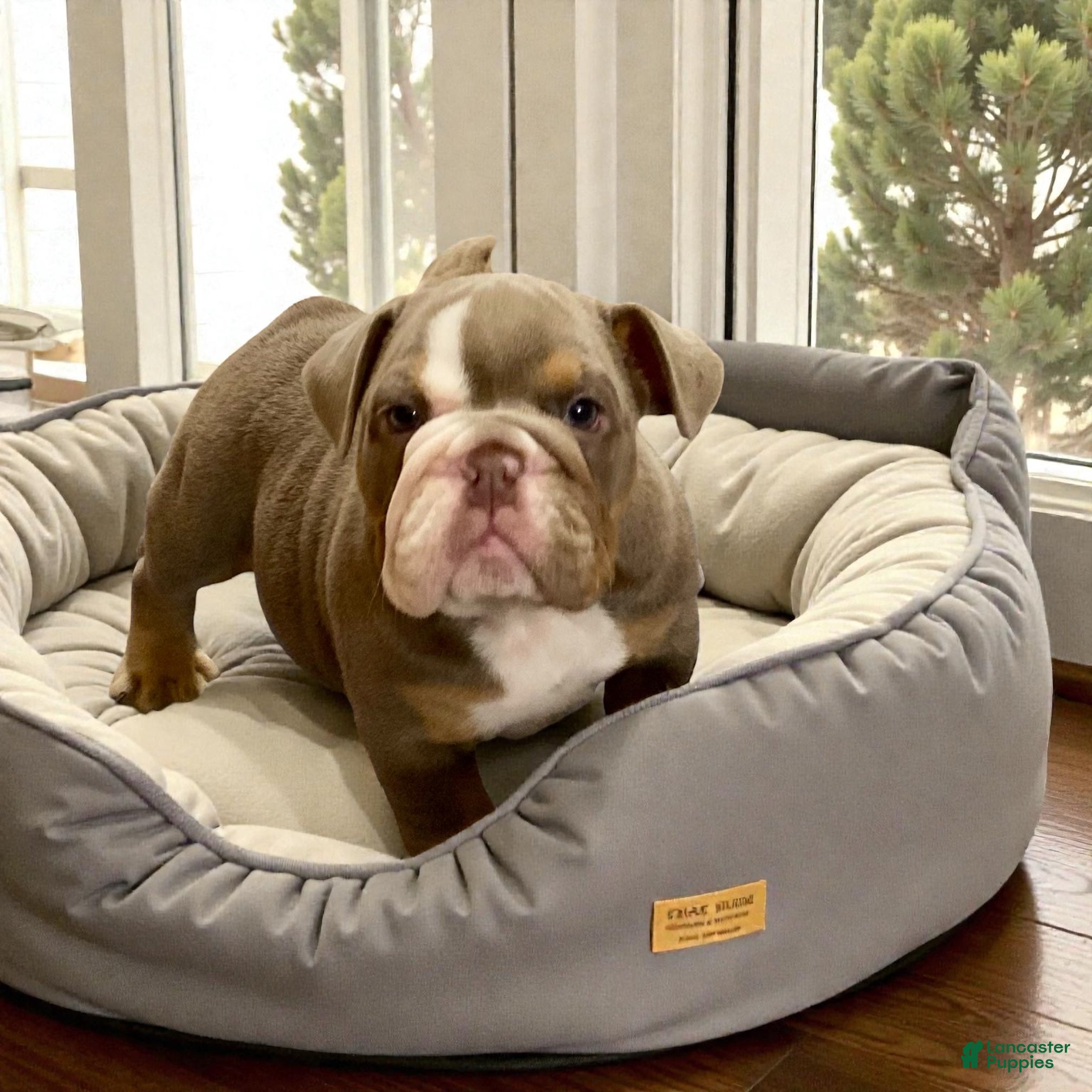 English Bulldog dogs Ava - Ad 39