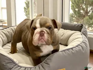 English Bulldog dogs Ava - Ad 26