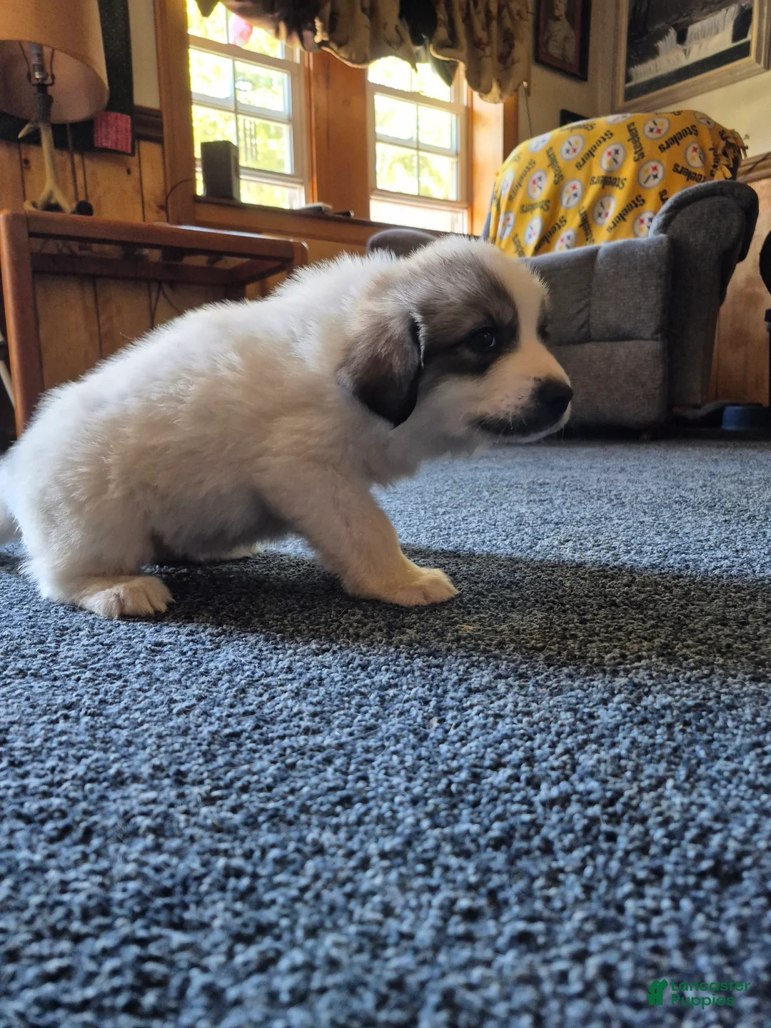 Great Pyrenees dogs for sale: Great Pyrenees Puppy 2 - Ad 2