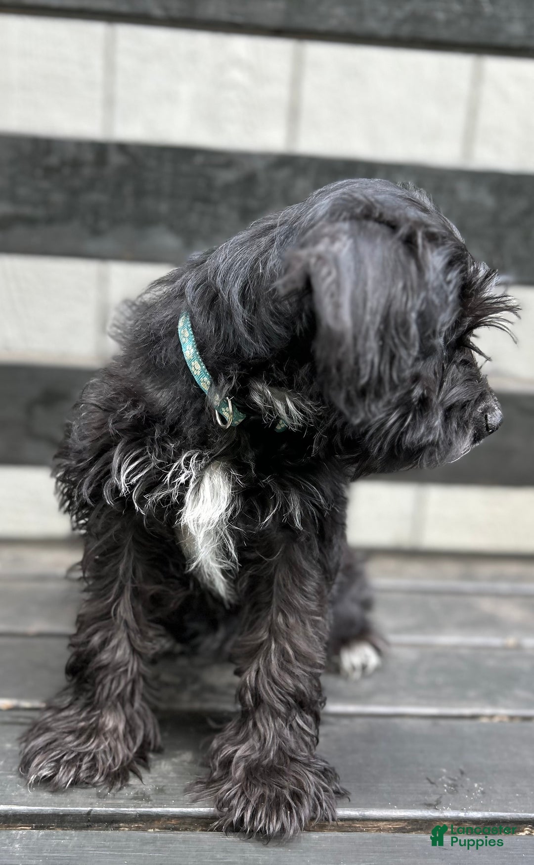 Miniature Schnauzer dogs for sale: Cory - Ad 2
