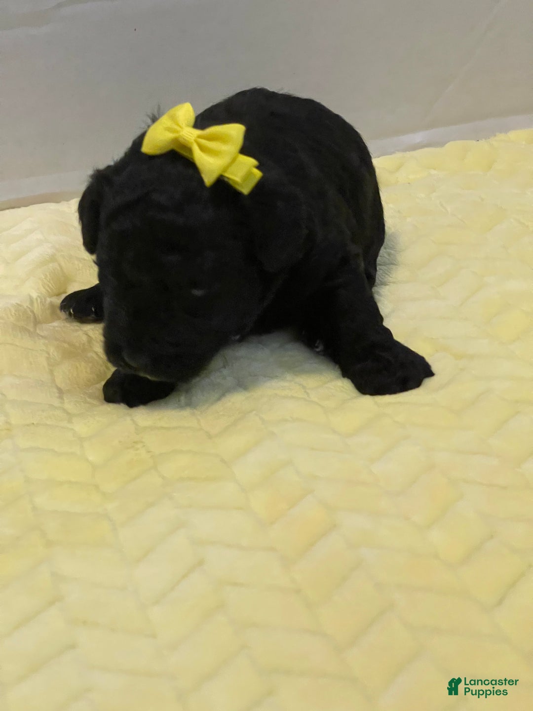 Goldendoodle dogs for sale: Goldendoodle Puppy 5 - Ad 5