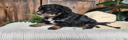 Mini Bernedoodle dogs for sale: Karly - Ad 12
