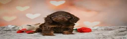 Cockapoo dogs for sale: Sandy - Ad 5