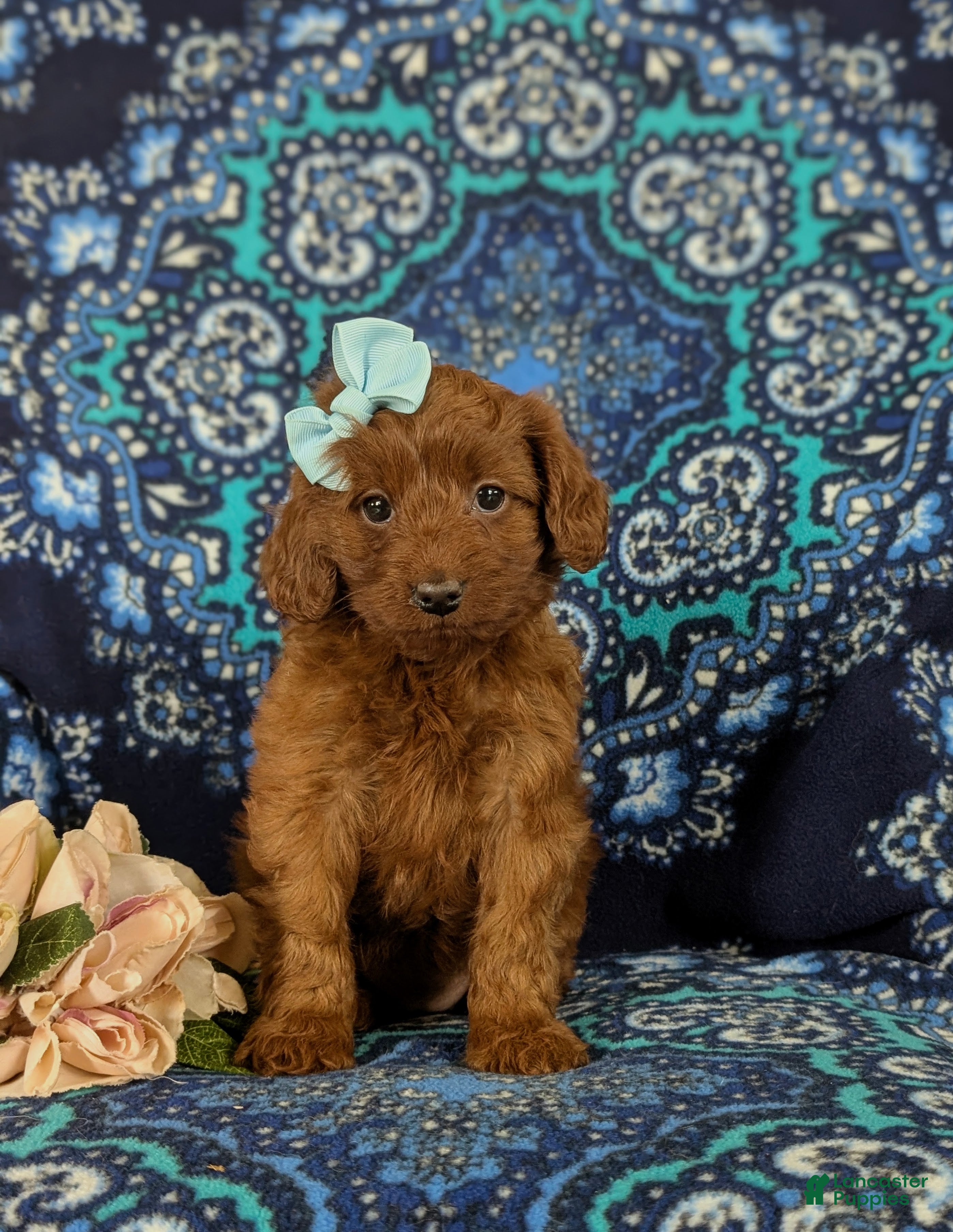 Cavapoo dogs India - Ad 2
