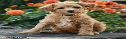 Mini Goldendoodle dogs for sale: Polly - Ad 3