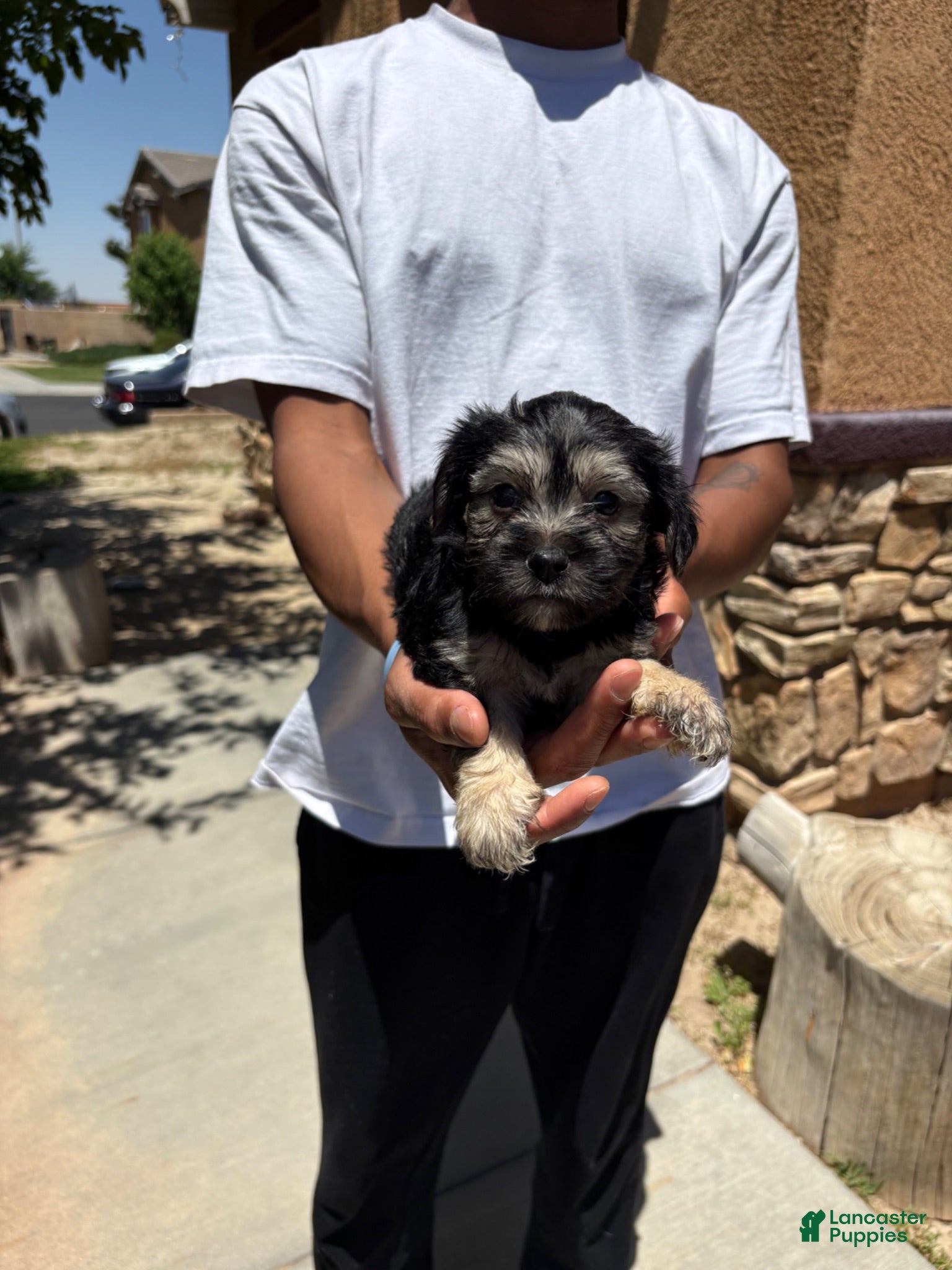 Schnoodle dogs Schnoodle 1 - Ad 4