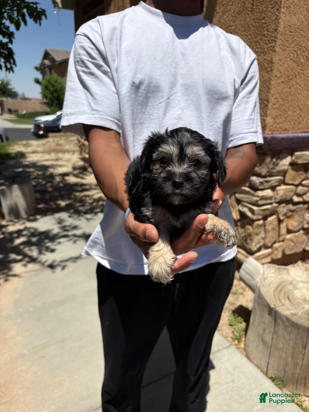 Schnoodle dogs for sale: Schnoodle 1 - Ad 1