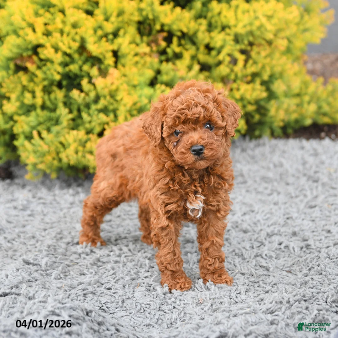 Miniature Poodle dogs for sale: Maple   - Ad 1