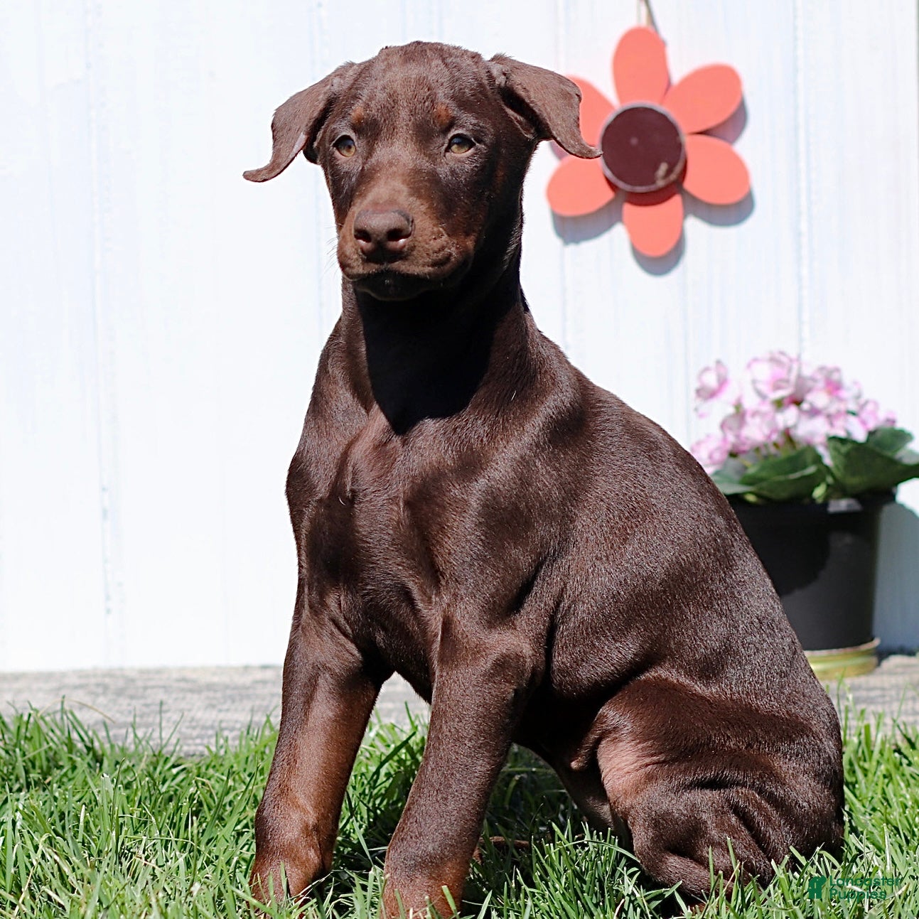Doberman Pinscher dogs Christy - Ad 1