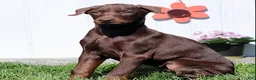 Doberman Pinscher dogs for sale: Christy - Ad 1