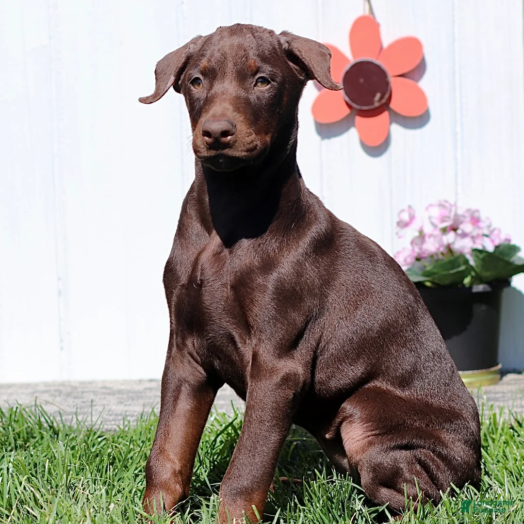 Doberman Pinscher dogs for sale: Christy - Ad 1