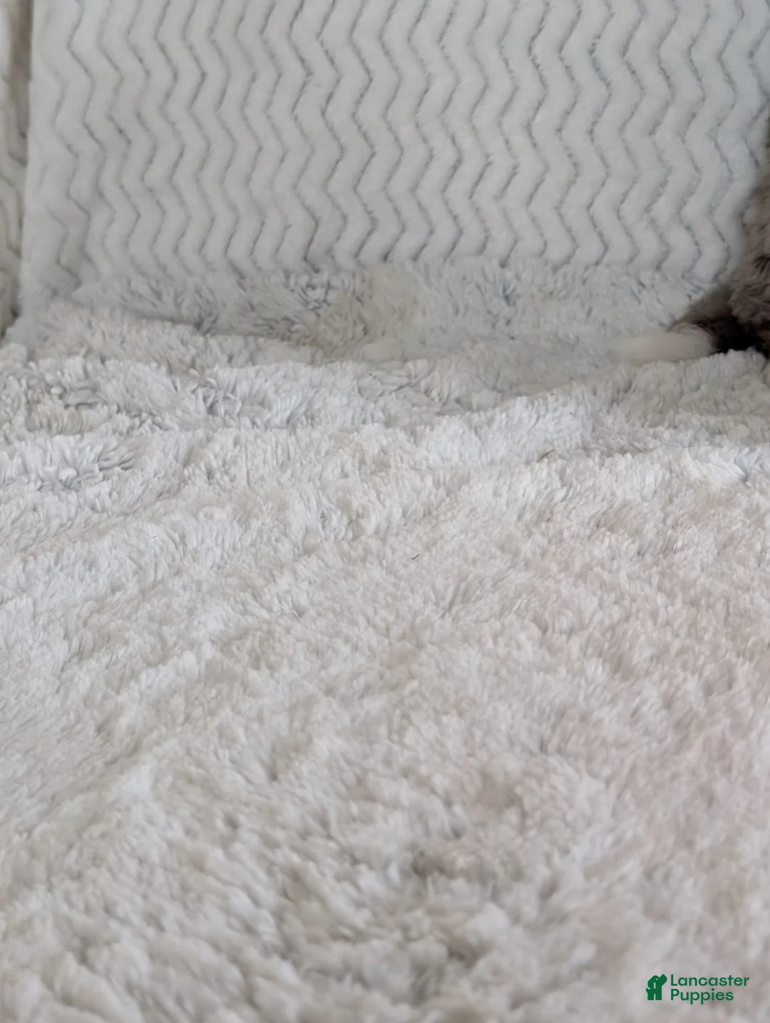 Mini Bernedoodle dogs for sale: Mini Nemo  - Ad 20