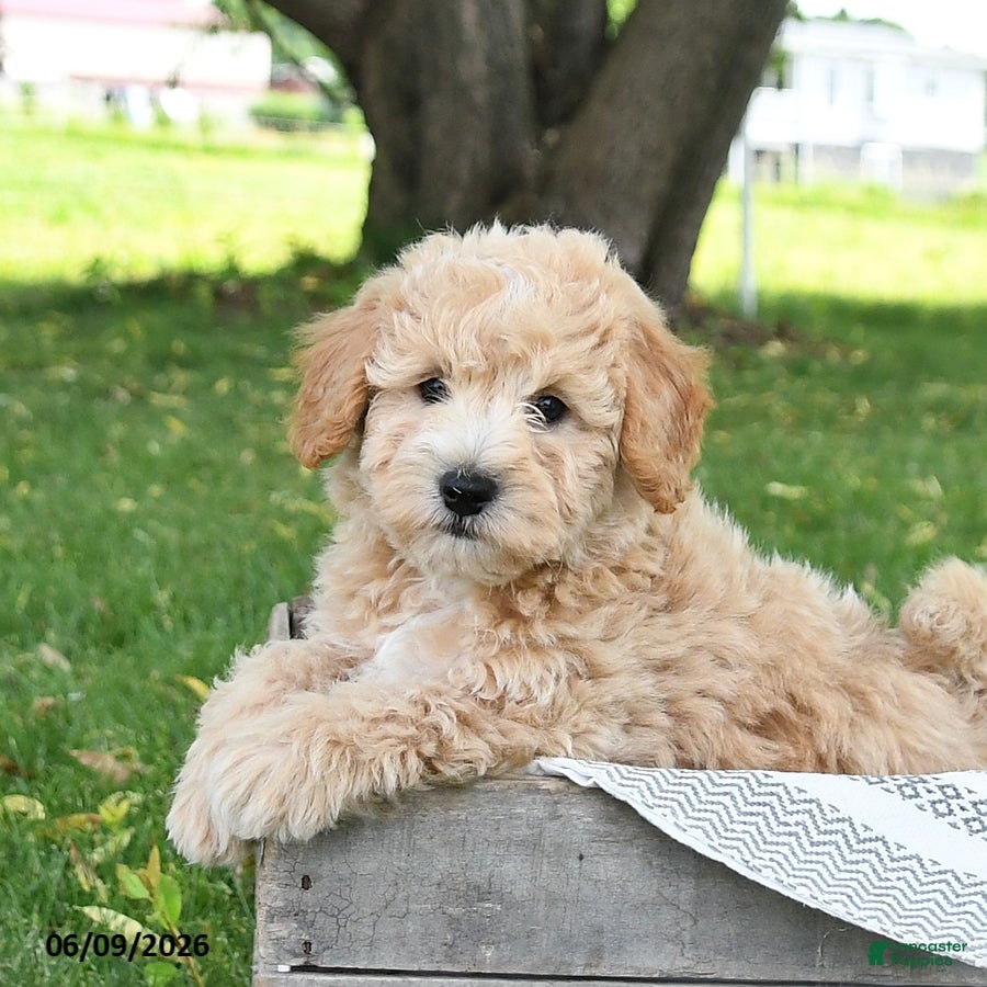 Bichpoo dogs Jade - Ad 1